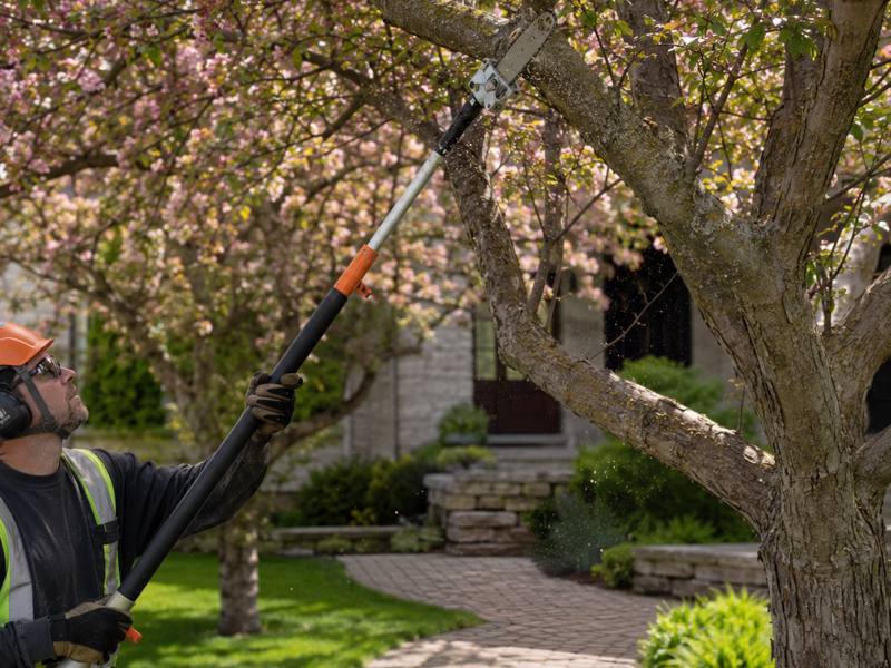 Arborist climbing into a tall tree to prune limbs for a Malvern Tree Trimming customer