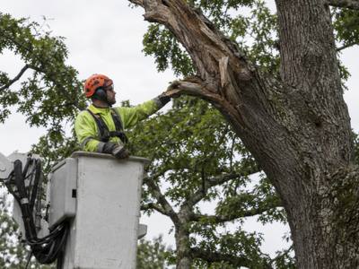Dry dead branch being cut out of a mature tree over a Malvern yard