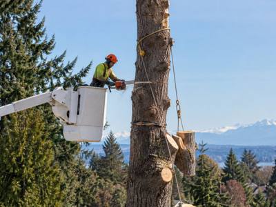 Large tree coming down piece by piece during a removal in Malvern, Toronto