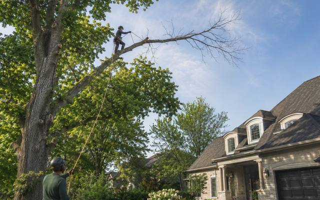 Broken dead limb lying across a front lawn waiting for storm damage cleanup in Malvern