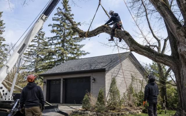 Arborist working high in a mature tree with two main trunks in a Malvern backyard