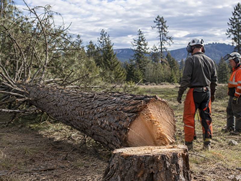 Tree trunk sections cut and lowered during a residential tree removal in northeast Scarborough